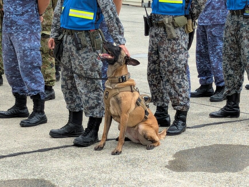 【警備犬】小泉進次郎防衛相も参加「九都県市合同防災訓練」で活躍した警備犬が凛々しくカッコいい！「K-9」という記号の意味は？