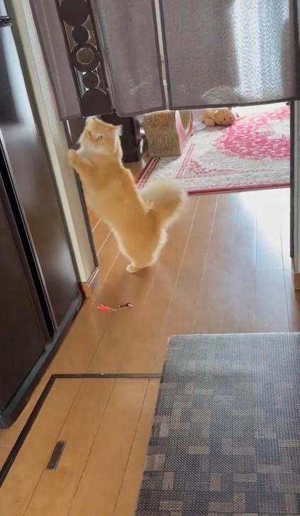 出所：@NEKOLAND13