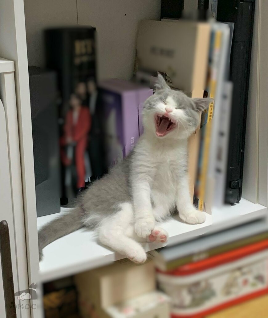 「あくび」をする子猫、約4年が経つと……まさかのアフターに心くすぐられる