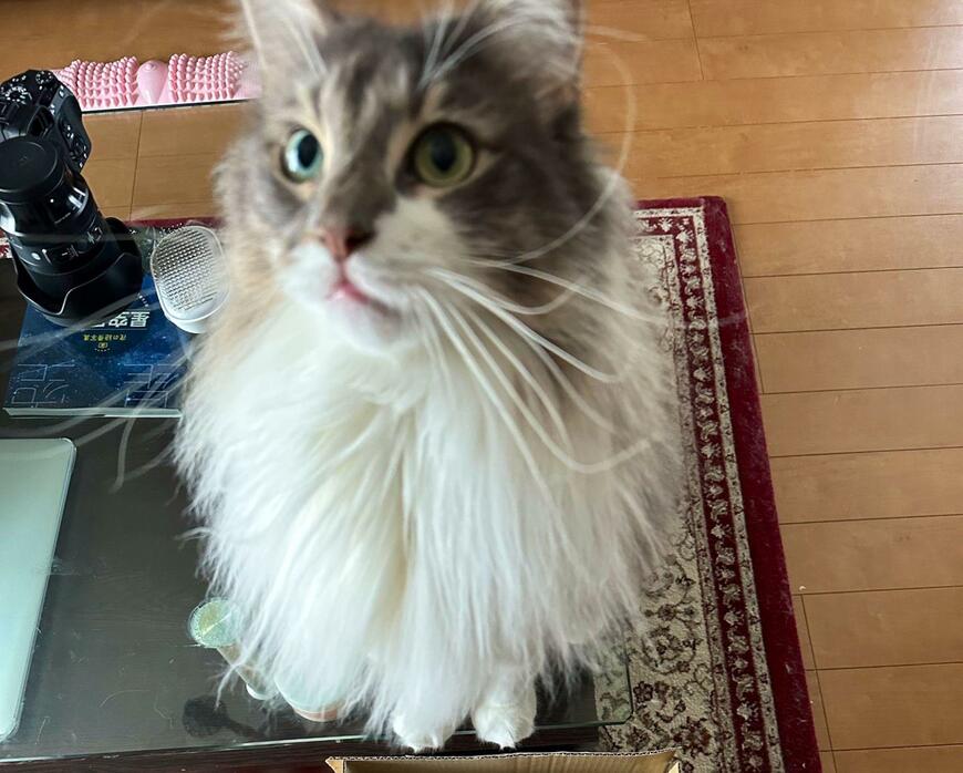 出所：@NEKOLAND13