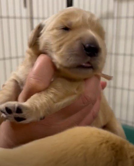 出所：@pu_channeldesu