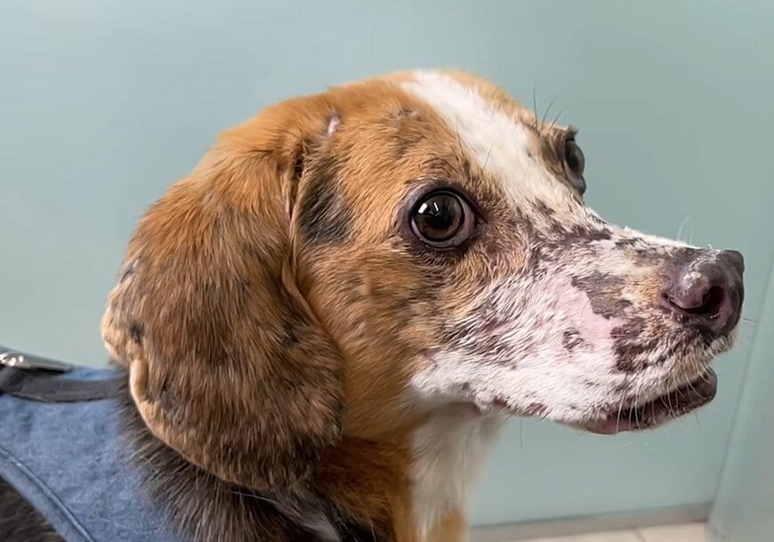 “重度の伝染病”を患った犬を保護 治療を経て回復した「3年後」ついに新たな家族のもとへ旅立つことに
