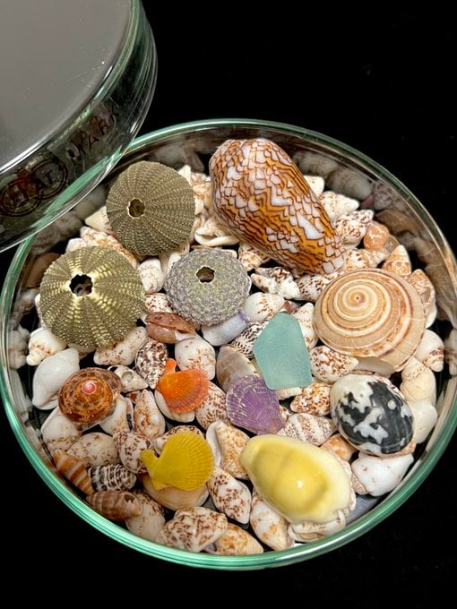 出所：@K_theHermitさん提供