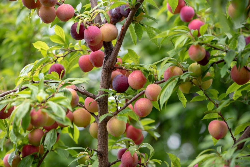 Picmin/shutterstock.com