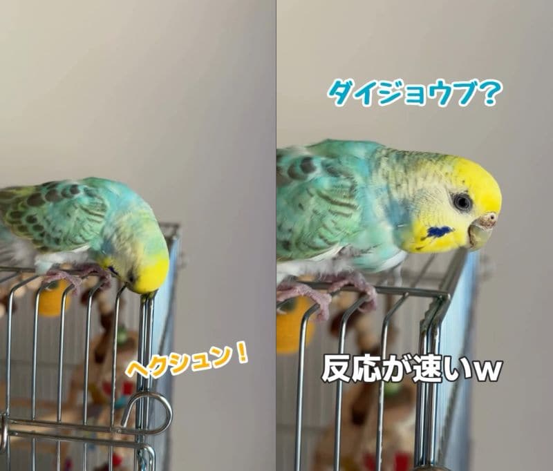 出所：@daiinkoteikoku_soraoto