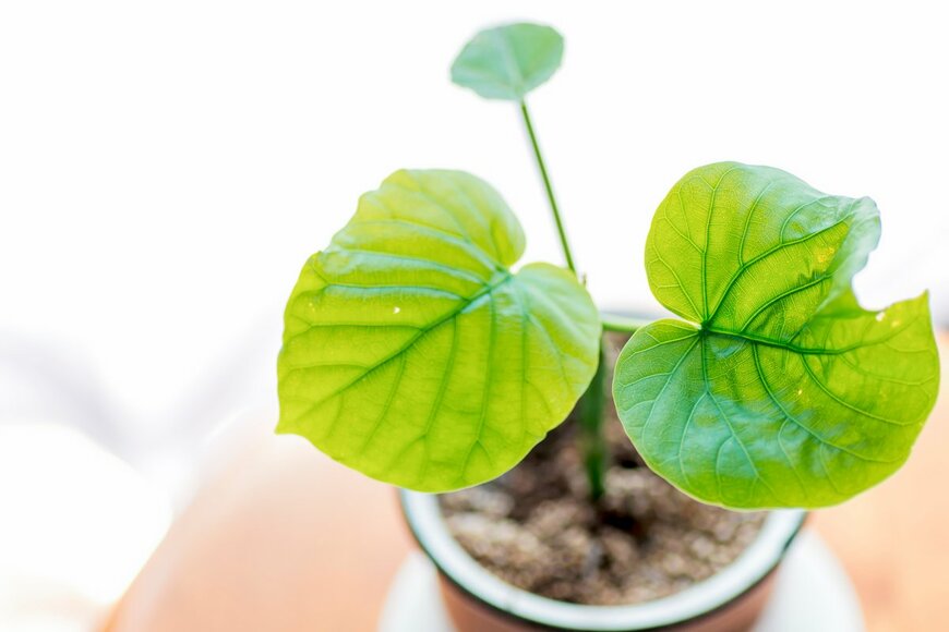 Itsunfotos/Shutterstock.com