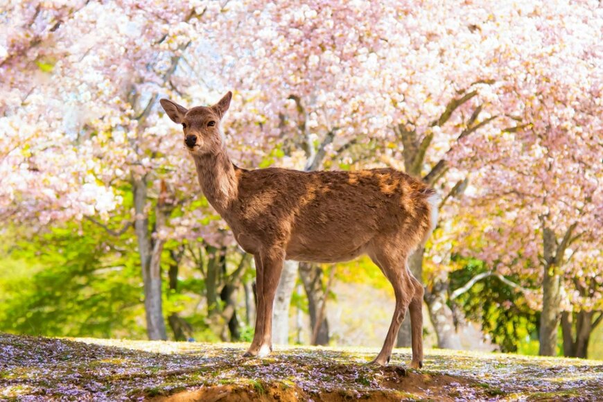 厚生年金「月額10万円以上」は平均より少なめか？？老後資産を準備する方法を考える