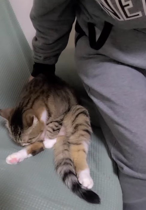 出所：@nekoko.429