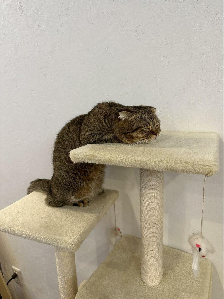 出所：@ponpokopontanu