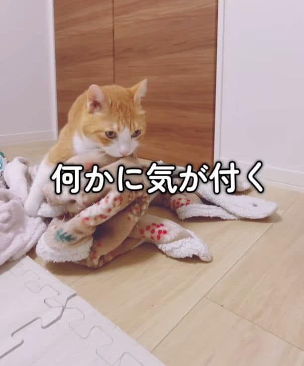 激臭毛布たちが大好きな猫ちゃん！新たに仲間入りさせた“まさかのもの”に笑ってしまう！