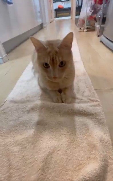 出所：@Teagle_Noir