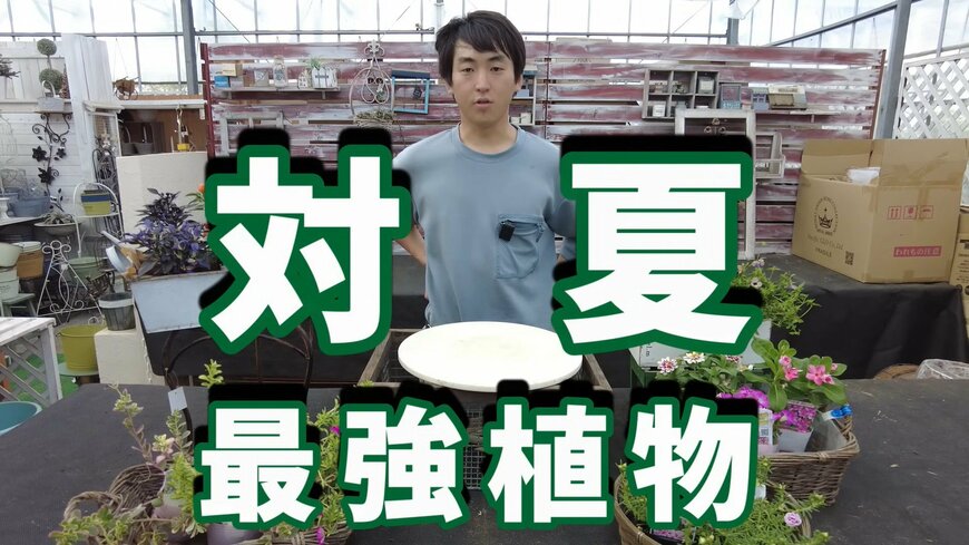 園芸のプロ一押し【対夏 最強植物】暑さと乾燥に強い《一年草》3選！水やり間に合わない人必見です