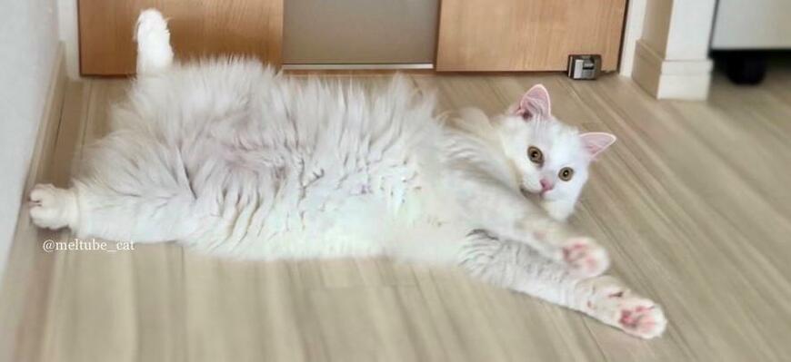 出所：@meltube_cat 