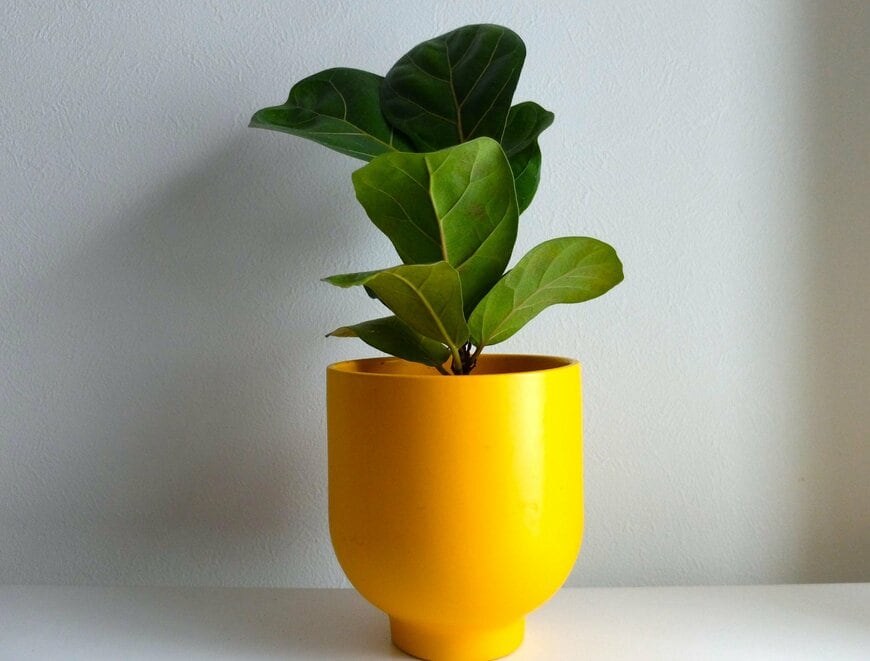 筆者撮影（ダイソー、カシワバゴムノキ）