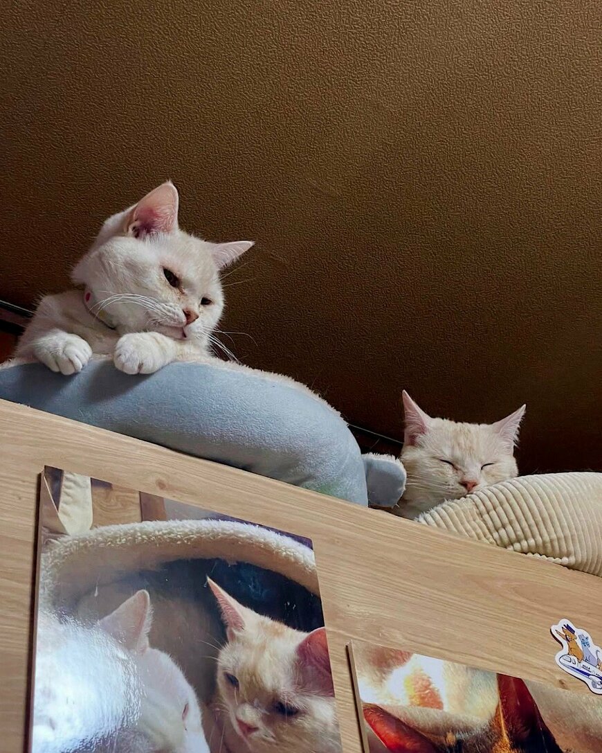 出所：@donguri_manch