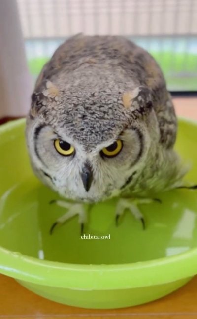 出所：@chibita_owl