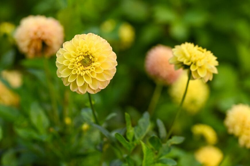 James Nature Pics/shutterstock.com