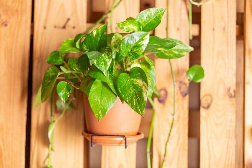 Remberto Nieves/shutterstock.com