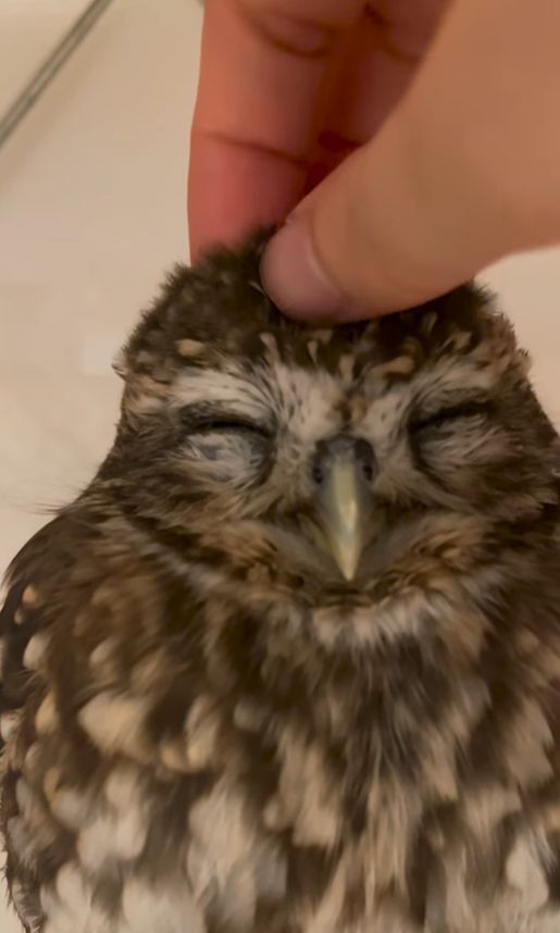 出所：@hiji.mozu_owl