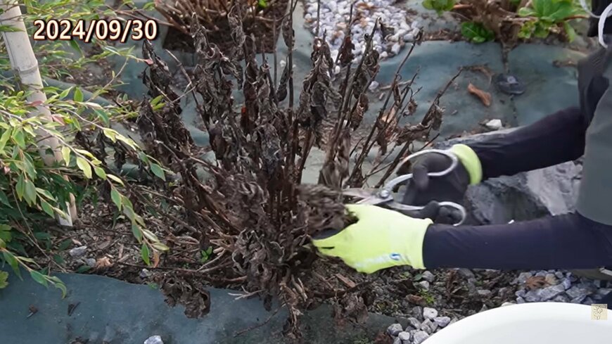 出所：@ohanachannel30