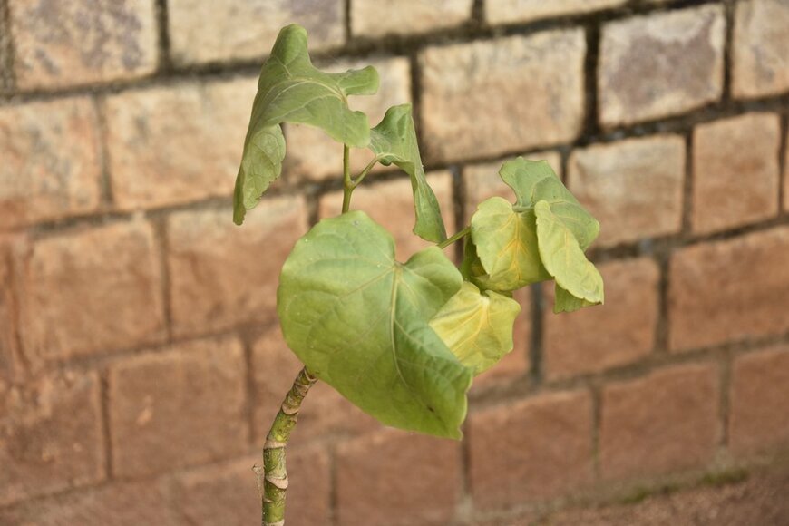 akula bala guravaiah/Shutterstock.com
