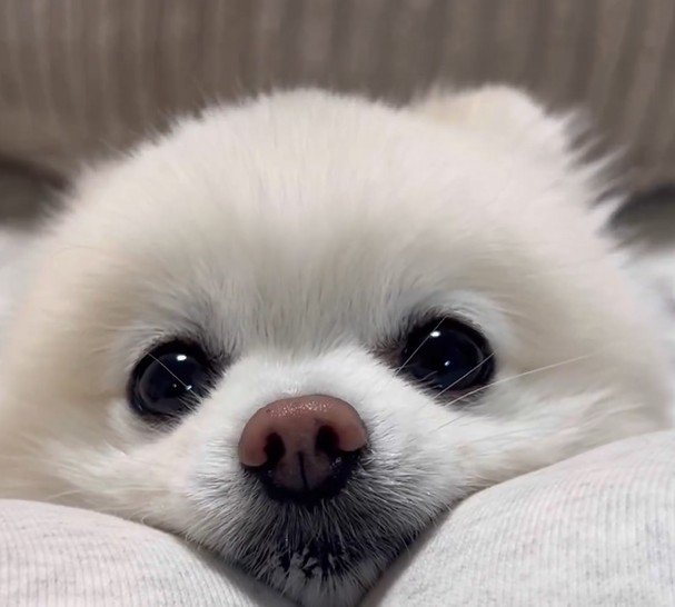 出所：@boku_ponchan