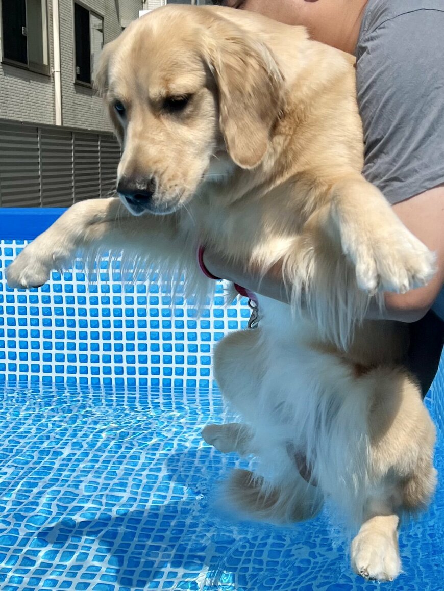 出所：@pu_channeldesu