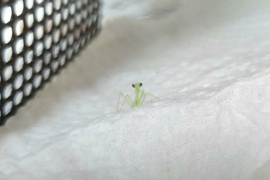 生まれたてほやほやの「赤ちゃんカマキリ」が可愛い… ちょこんと佇む姿に「癒しの極みだ」の声