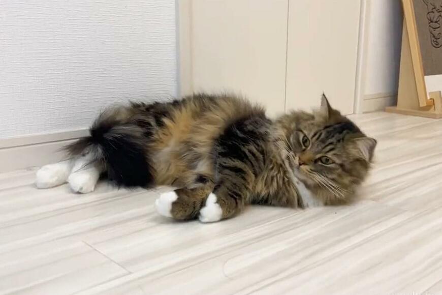 面倒見の良いおしゃべり猫さんに悶絶「撫でて」の訴えが可愛い…