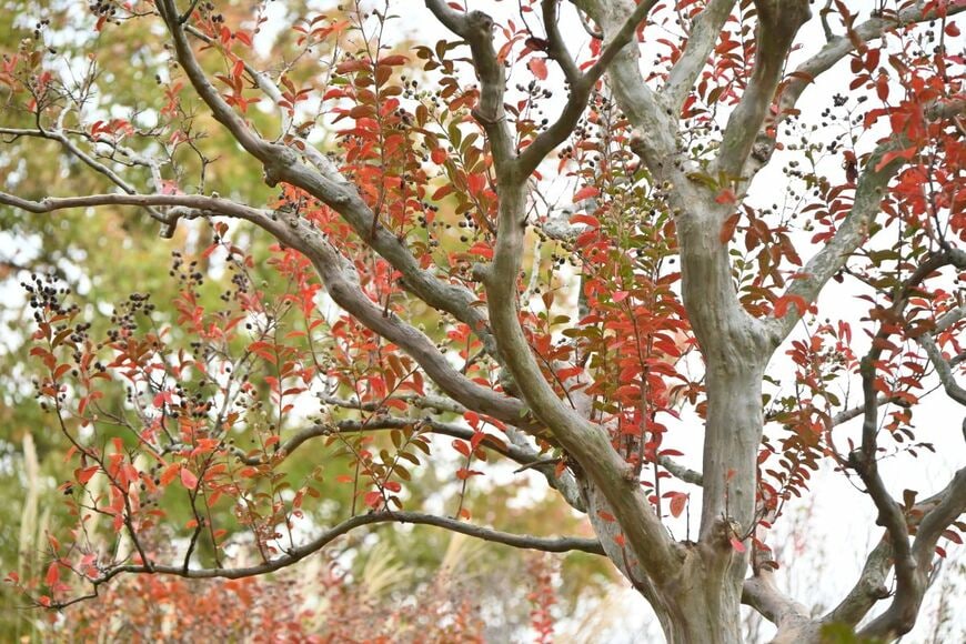 紅葉して実を付けたサルスベリ