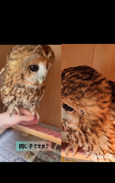 出所：@mori_luna_tawny_owl