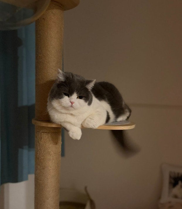 「顔が…」キャットタワーで寛ぐ愛らしい猫→ソファで「顔面プレス」する姿に笑ってしまう