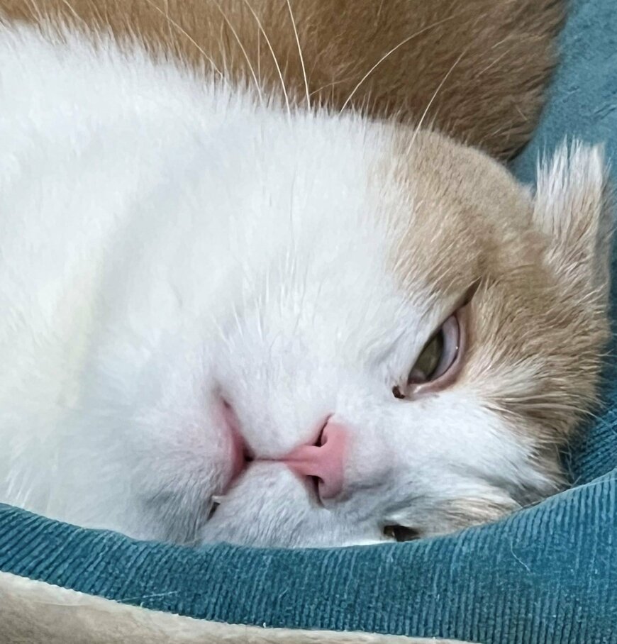 出所：@torotolo106106