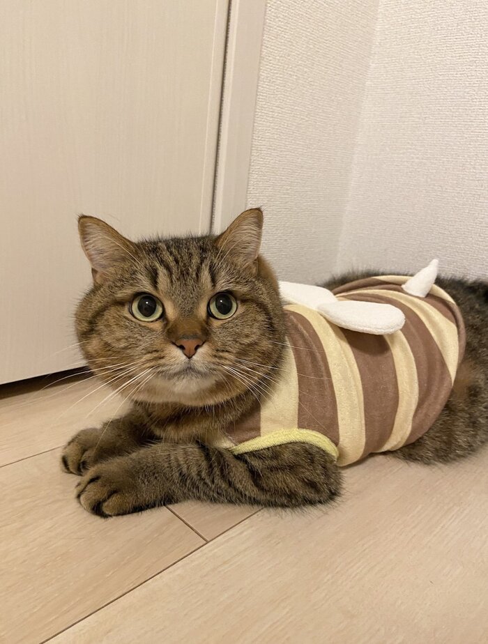 「説明してもらっていい？」洋服を着せられた猫ちゃんのまさかの表情がかわいすぎる！