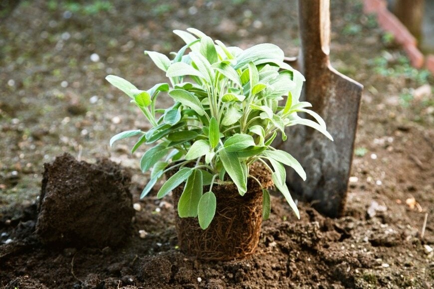 SilviaJansen/istockphoto.com