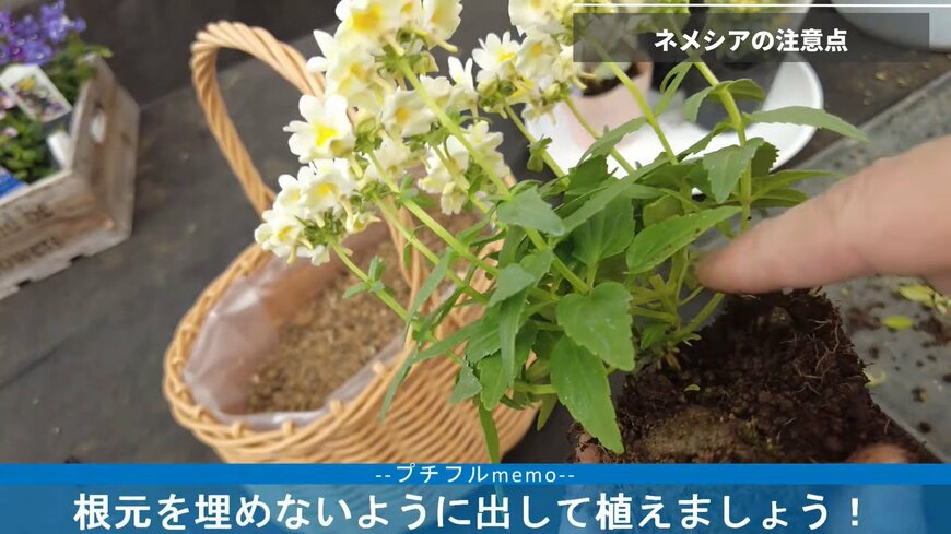 出所：@petit_fleur