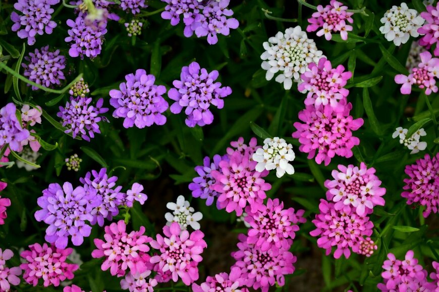 イベリスの花。色はピンクと紫と白。