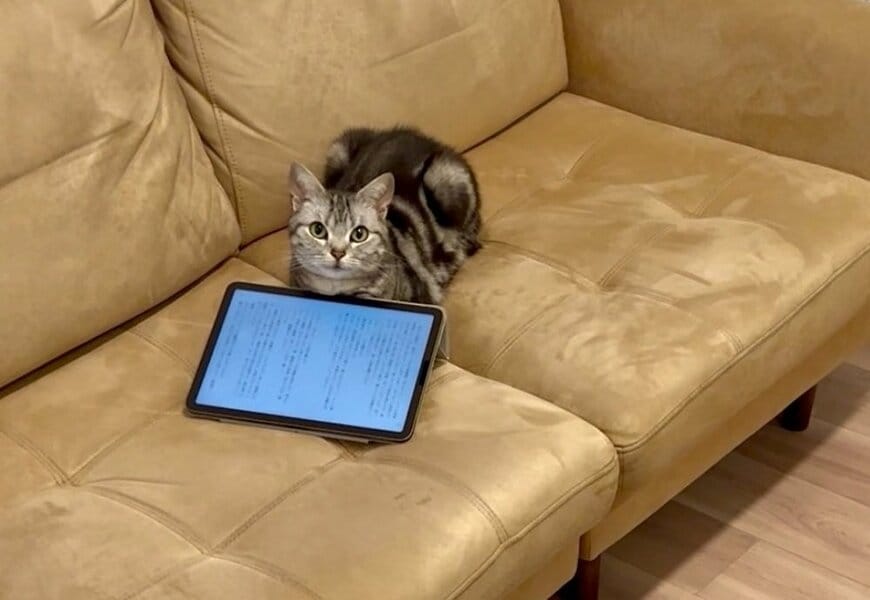 6年以上一緒に暮らす猫のあんこちゃん