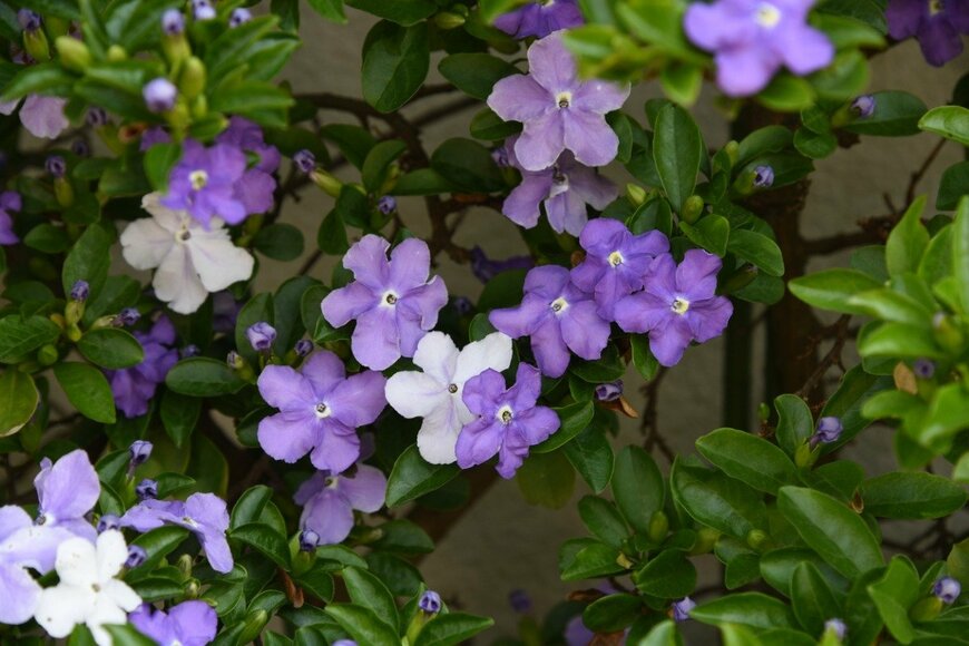 ニオイバンマツリの花。色は白と紫