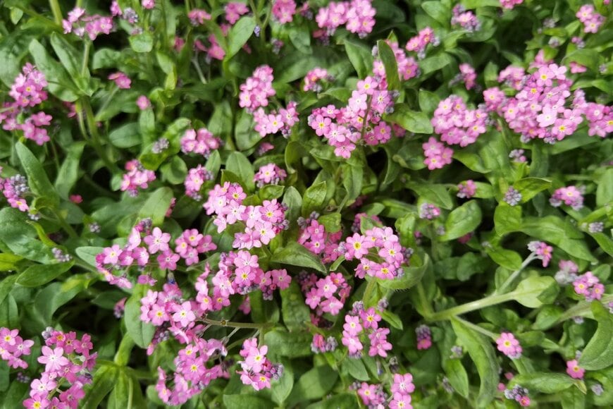 ピンクのワスレナグサの花々