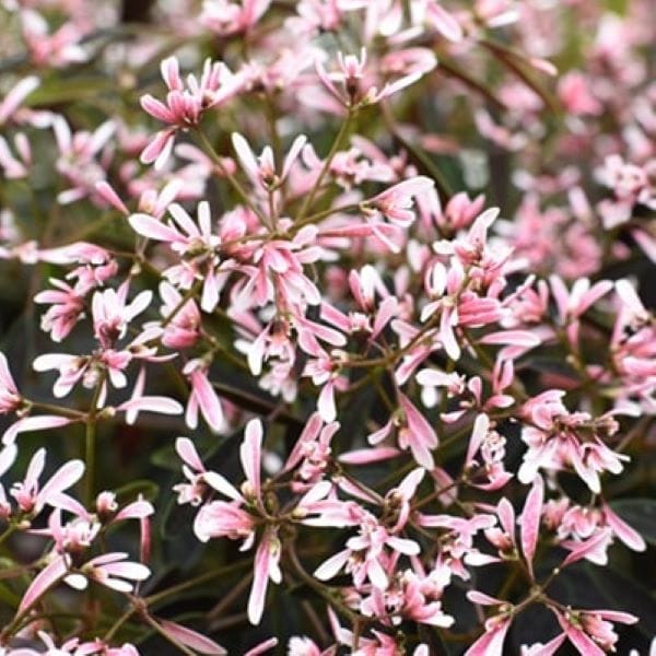 PROVEN WINNERS(R) ユーフォルビア ピンクフロスト