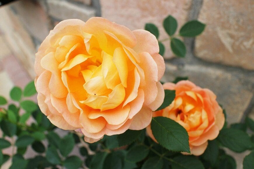 オレンジ色の花を咲かせている、レディー・オブ・シャーロット