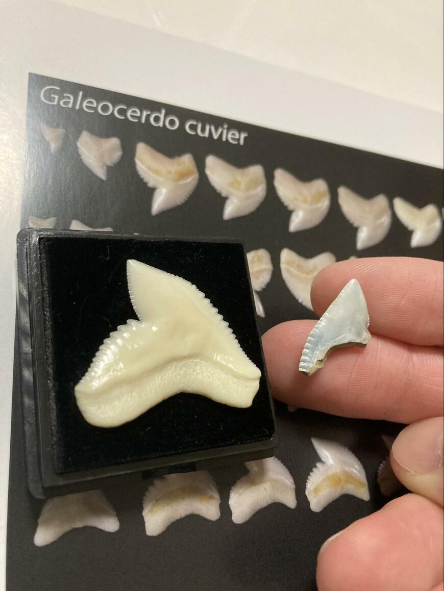 サメの歯の化石の主咬頭部分