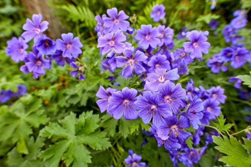 紫色の花を咲かせているゲラニウム