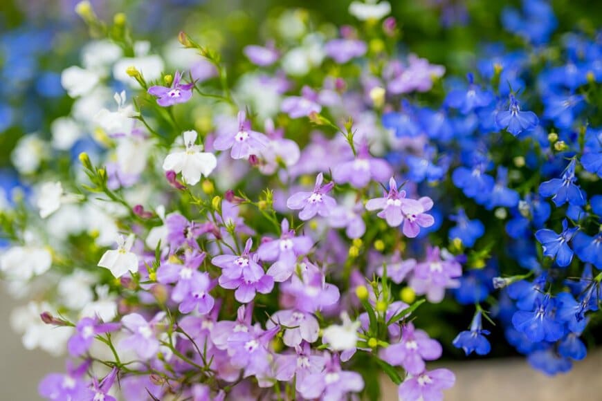 ロベリアの花。紫とブルーが美しい。バスケットに植わっている。