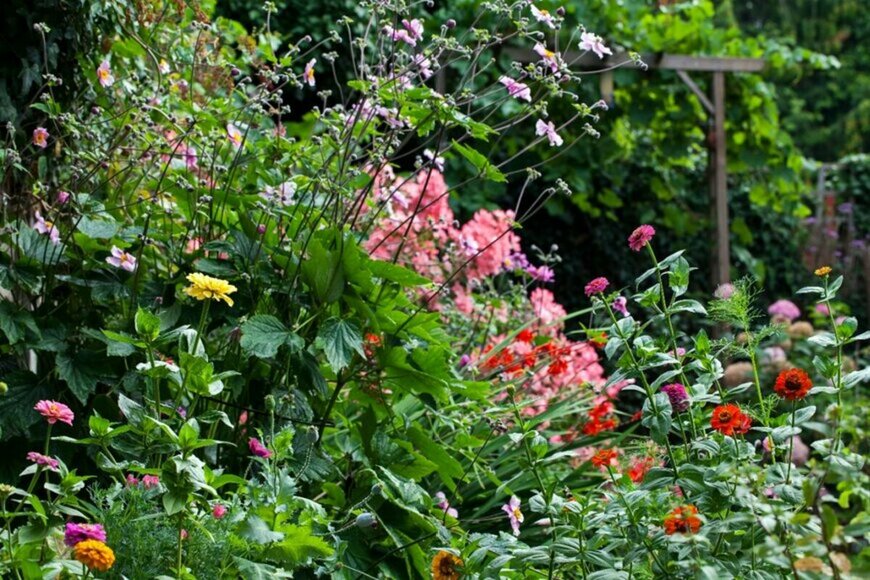 庭に花が咲いている