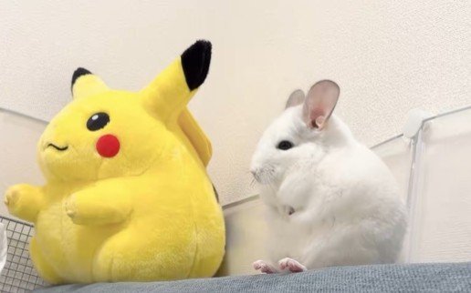 ましゅちゃん
