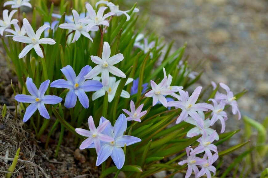 ピンク、青、白の花を咲かせているチオノドクサ