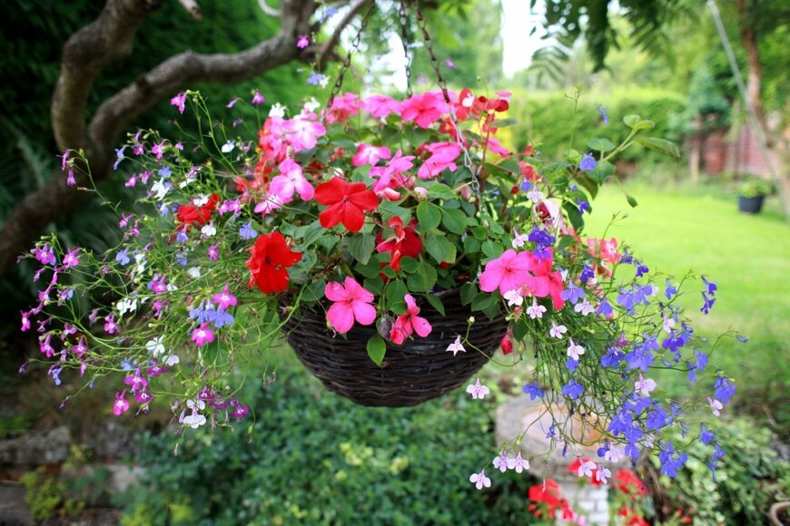 ハンギングバスケットに花がこんもりと植えられている