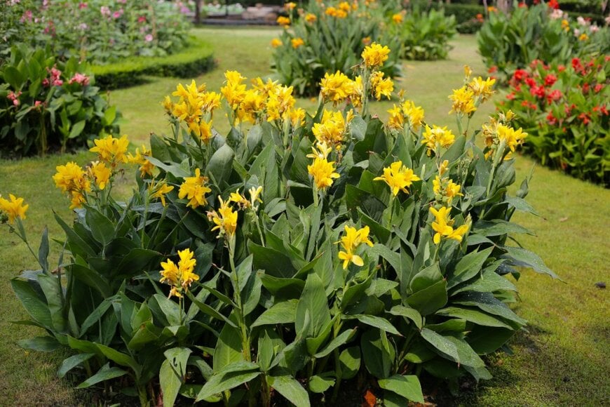 花壇に咲く、黄色いカンナの花々